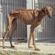 T�ran� pejsek-chud��ek,asi musel hodn� trp�t